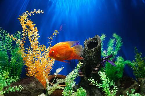 sea life yellow fish swimming underwater water